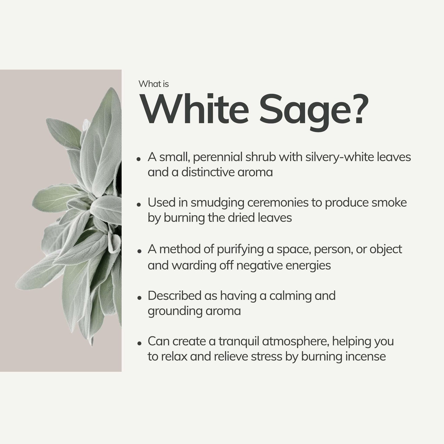Organic White Sage Smudge Stick – Medium (Purify + Reset)